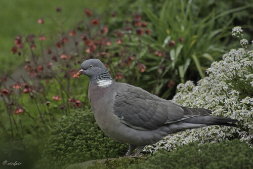 Aufnahmeort:	Odenwald	
Kamera:	Canon	EOS 7D
Objektiv:	Canon	EF 100-400mm
Stativ		
		
# 00024