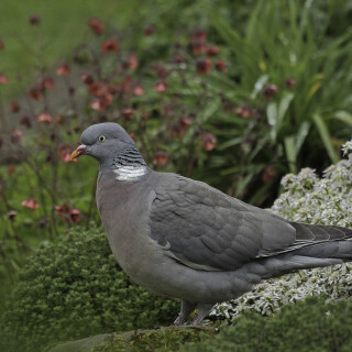 Ringeltaube_Columba-palumbus_20240505_0003_B_Web