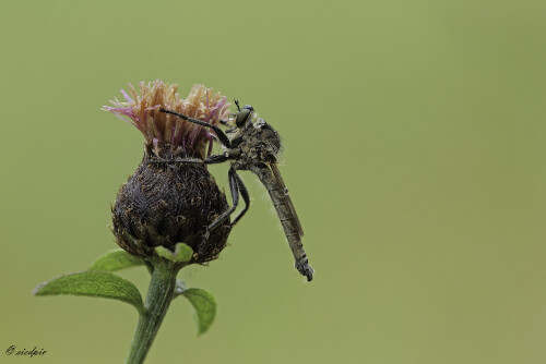 Aufnahmeort:	Odenwald	
Kamera:	Canon	EOS 60D
Objektiv:	Sigma Makro 	150mm
Stativ, Kabelauslöser		
		
# 00022