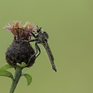 Schlichte-Raubfliege_Machimus-rusticus_20230726_0001_B_Web