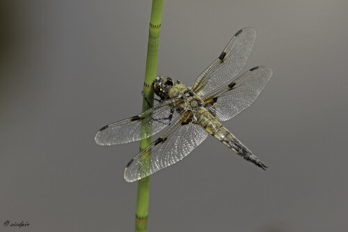 Aufnahmeort:	Odenwald	
Kamera:	Canon	EOS 60D
Objektiv:	Sigma Makro 	150mm
Stativ, Kabelauslöser		
		
# 00023