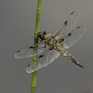 Vierfleck_Libellula-quadrimaculata_20220608_0003_B_Web