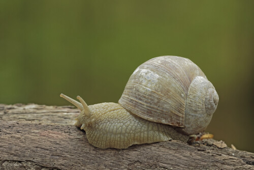 Weinbergschnecke, Helix pomatia, Vineyard snail

Aufnahmeort:	Odenwald	
Kamera:	Canon	EOS 60D
Objektiv:	Sigma Makro	150mm
		
# 00031

© Alle von mir veröffentlichten Bilder unterliegen dem Urheberrecht und dürfen ohne meine schriftliche Genehmigung nicht verwendet werden.