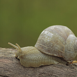 Weinbergschnecke_Helix-pomatia_20130503_0006_B_1_Web