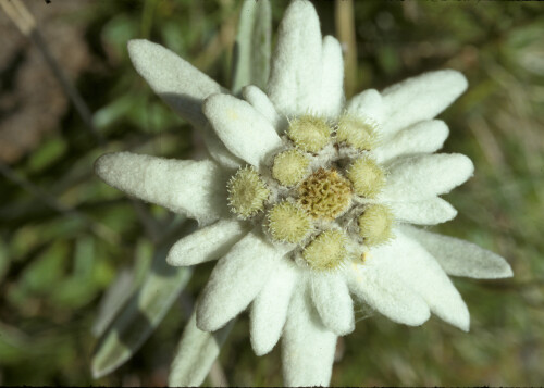 edelweiss-leontopodium-nivale-3035.jpeg