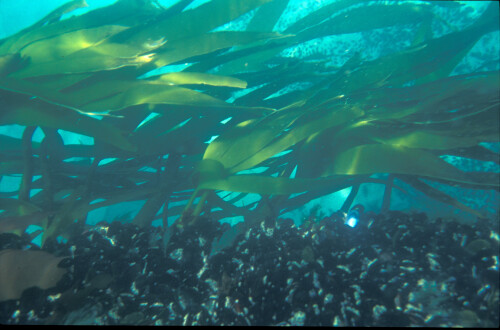 kelp-sudafrika-3049.jpeg