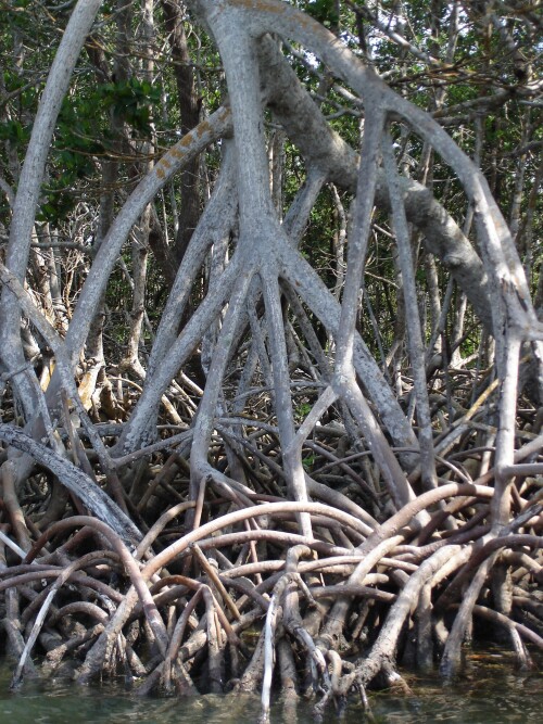 mangrove-3083.jpeg