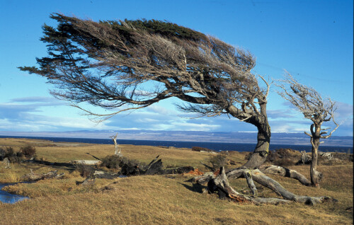 Nothofagus betuloides

Aufnameort: Punta Arenas, Chile
