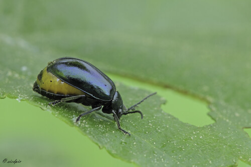 Blauer Erlenblattkäfer, Agelastica alni, Alder leaf beetle

Aufnahmeort:	Odenwald	
Kamera:	Canon	EOS 60D
Objektiv:	Sigma Makro	150mm
Stativ
		
# 00042