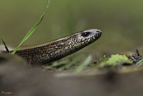 Blindschleiche, Anguis fragilis, Blindworm

Aufnahmeort:	Odenwald	
Kamera:	Canon	EOS 7D
Objektiv:	Sigma Makro	150mm
		
# 00038

© Alle von mir veröffentlichten Bilder unterliegen dem Urheberrecht und dürfen ohne meine schriftliche Genehmigung nicht verwendet werden.