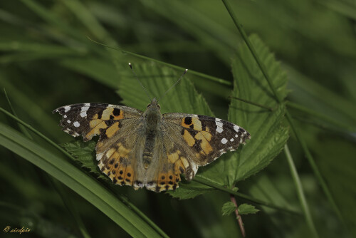 Distelfalter, Vanessa cardui, Painted lady butterfly

Aufnahmeort:	Odenwald	
Kamera:	Canon	EOS 60D
Objektiv:	Sigma Makro	150mm
		
# 00040