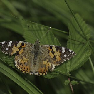 Distelfalter_Vanessa-cardui_20240530_0003_B_Web