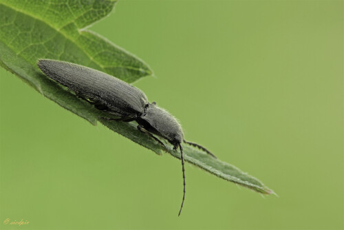 Aufnahmeort:	Odenwald	
Kamera:	Canon	EOS 60D
Objektiv:	Sigma Makro	150mm
		
# 00043