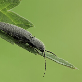 Schwarzer-Rauhaarschnellkaefer_Hemicrepidius-niger_20210606_0001_B_Web