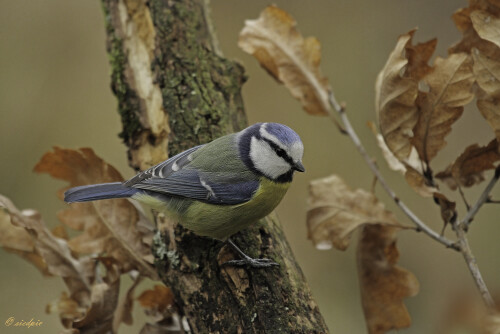 Blaumeise, Cyanistes caeruleus, Bluetit


Aufnahmeort:	Odenwald	
Kamera:	Canon	EOS 7D
Objektiv:	Canon 	100-400mm
Stativ		
		
# 00046