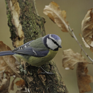 Blaumeise_Cyanistes-caeruleus_20240330_0002_B_1_Web