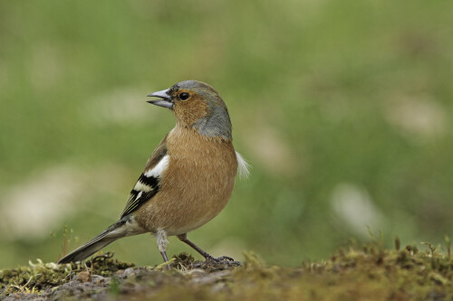 Buchfink, Fringilla coelebs, Chaffinch

Aufnahmeort:	Odenwald	
Kamera:	Canon	EOS 7D
Objektiv:	Canon 	100-400mm +1,4x
Stativ		
		
# 00047