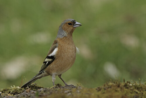 Buchfink, Fringilla coelebs, Chaffinch

Aufnahmeort:	Odenwald	
Kamera:	Canon	EOS 7D
Objektiv:	Canon 	100-400mm +1,4x
Stativ		
		
# 00048