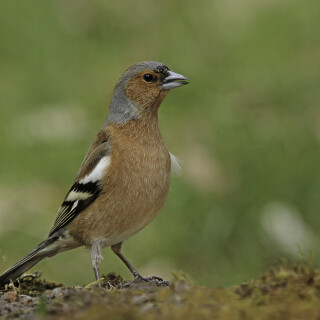 Buchfink_Fringilla-coelebs_20210409_0005_B_Web