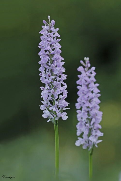 Fuchs Knabenkraut, Dactylorhiza fuchsii, Common spotted-orchid

Aufnahmeort:	Odenwald	
Kamera:	Canon	EOS 60D
Objektiv:	Sigma Makro	150mm
Stativ		
				
# 00049

© Alle von mir veröffentlichten Bilder unterliegen dem Urheberrecht und dürfen ohne meine schriftliche Genehmigung nicht verwendet werden.