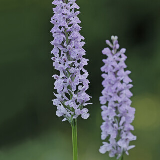 Fuchs-Knabenkraut_Dactylorhiza-fuchsii_20190621_0001_B_Web