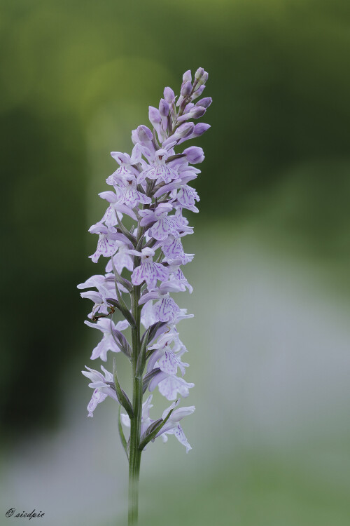 Fuchs Knabenkraut, Dactylorhiza fuchsii, Common spotted-orchid

Aufnahmeort:	Odenwald	
Kamera:	Canon	EOS 60D
Objektiv:	Sigma Makro	150mm
Stativ		
		
# 00050

© Alle von mir veröffentlichten Bilder unterliegen dem Urheberrecht und dürfen ohne meine schriftliche Genehmigung nicht verwendet werden.