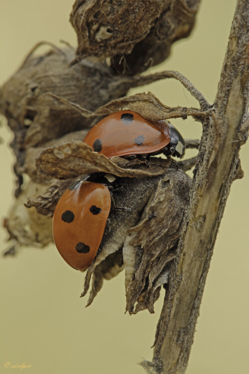 Siebenpunkt Marienkäfer, Coccinella septempunctata, Seven-spotted lady beetle

Aufnahmeort:	Odenwald	
Kamera:	Canon	EOS 60D
Objektiv:	Sigma Makro	150mm
Stativ		
		
# 00052

© Alle von mir veröffentlichten Bilder unterliegen dem Urheberrecht und dürfen ohne meine schriftliche Genehmigung nicht verwendet werden.