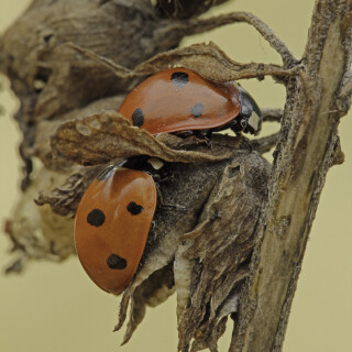 Siebenpunkt-Marienkaefer_Coccinella-septempunctata_20201108_0002_B_2_Web