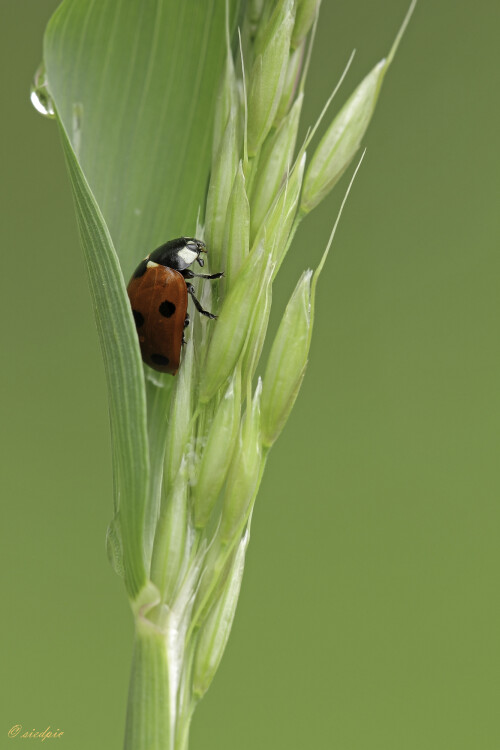 Siebenpunkt Marienkäfer, Coccinella septempunctata, Seven-spotted lady beetle

Aufnahmeort:	Odenwald	
Kamera:	Canon	EOS 60D
Objektiv:	Sigma Makro	150mm
Stativ		
		
# 00055

© Alle von mir veröffentlichten Bilder unterliegen dem Urheberrecht
 und dürfen ohne meine schriftliche Genehmigung nicht verwendet werden.