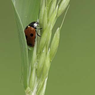 Siebenpunkt-Marienkaefer_Coccinella-septempunctata_20240516_0002_B_Web