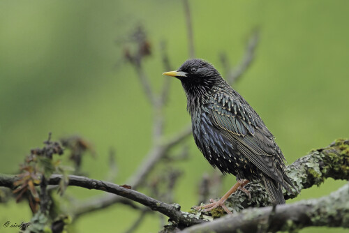 Star, Sturnus vulgaris, European starling

Aufnahmeort:	Odenwald	
Kamera:	Canon	EOS 7D
Objektiv:	Canon 	100-400mm
Stativ		
				
# 00054

© Alle von mir veröffentlichten Bilder unterliegen dem Urheberrecht und dürfen ohne meine schriftliche Genehmigung nicht verwendet werden.