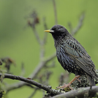 Star_Sturnus-vulgaris_20240601_0003_B1_Web