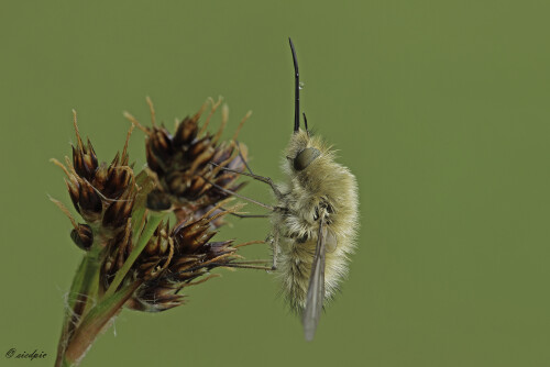 Kleiner Wollschweber, Bombylius minor, Bee fly

Aufnahmeort:	Odenwald	
Kamera:	Canon	EOS 60D
Objektiv:	Sigma Makro	150mm
Stativ		
		
# 00057

© Alle von mir veröffentlichten Bilder unterliegen dem Urheberrecht
und dürfen ohne meine schriftliche Genehmigung nicht verwendet werden.