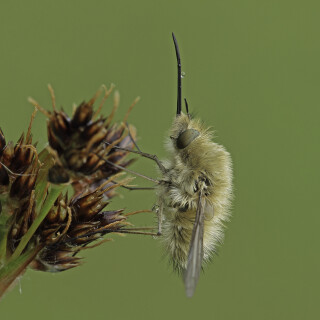 Grosser-Wollschweber_Bombylius-major_20210511_0004_B_Web