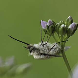 Kleiner-Wollschweber_Bombylius-minor_20220421_0001_B_2_Web