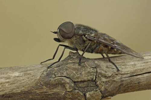 Pferdebremse, Tabanus sudeticus, Horsefly

Aufnahmeort:	Odenwald	
Kamera:	Canon	EOS 60D
Objektiv:	Sigma Makro	150mm
Stativ		
		
# 00058

© Alle von mir veröffentlichten Bilder unterliegen dem Urheberrecht
und dürfen ohne meine schriftliche Genehmigung nicht verwendet werden.