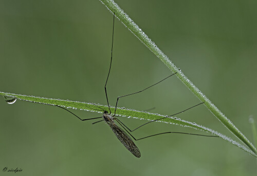 Schnake, Tipulidae, Cranefly

Aufnahmeort:	Odenwald	
Kamera:	Canon	EOS 60D
Objektiv:	Sigma Makro	150mm
Stativ		
		
# 00059

© Alle von mir veröffentlichten Bilder unterliegen dem Urheberrecht
und dürfen ohne meine schriftliche Genehmigung nicht verwendet werden.