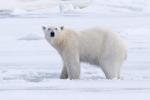 2.1 eisbär (1)