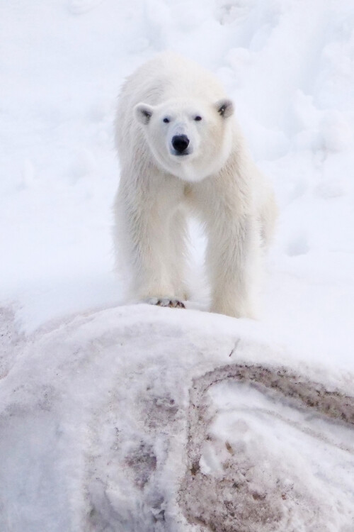 2.3 eisbär (14)