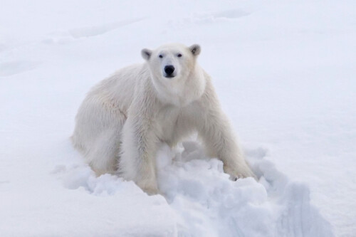 4.2 eisbär (17)