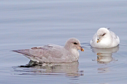 4.3-eissturmvogel-spitzbergen-1.jpeg