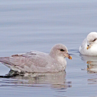 4.3-eissturmvogel-spitzbergen-1