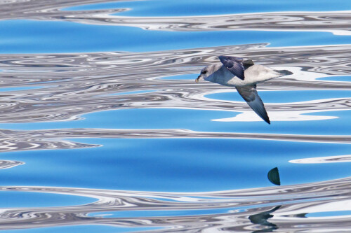 4.4-eissturmvogel-spitzbergen-13.jpeg