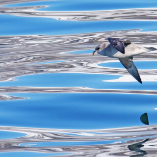 4.4-eissturmvogel-spitzbergen-13