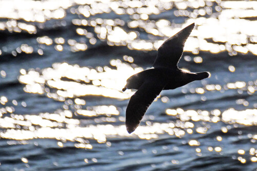 4.5-eissturmvogel-spitzbergen-14.jpeg