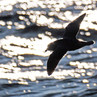 4.5-eissturmvogel-spitzbergen-14