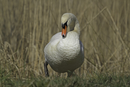 Höckerschwan, Cygnus olor, Mute swan

Aufnahmeort:	Odenwald	
Kamera:	Canon	EOS 7D
Objektiv:	Canon 	EF100-400mm
				
# 00061

© Alle von mir veröffentlichten Bilder unterliegen dem Urheberrecht
und dürfen ohne meine schriftliche Genehmigung nicht verwendet werden.