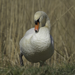 Hoeckerschwan_Cygnus-olor_20220323_0001_B_Web