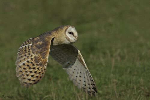 Schleiereule, Tyto alba, Barn owl

Aufnahmeort:	Sababurg	
Kamera:	Canon	EOS 60D
Objektiv:	Canon 	EF70-200mm
		
# 00062

© Alle von mir veröffentlichten Bilder unterliegen dem Urheberrecht
und dürfen ohne meine schriftliche Genehmigung nicht verwendet werden.