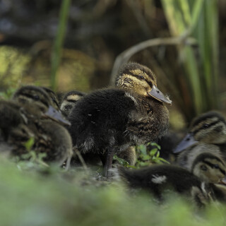 Stockente_Anas-platyrhynchos_20130802_0001_Web